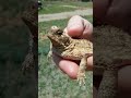 Texas Horned Lizard Knowledge Assessment