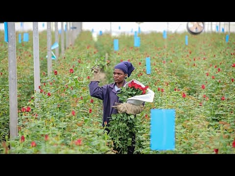 YouTube video thumbnail: Kenya's Flower Industry Profits Wither From Middle East war Effect