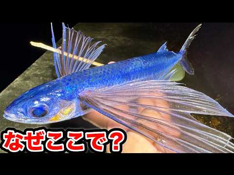 【うますぎる？】季節限定の普段は船でしか取れない魚が漁港にいると聞いて？#取れるまで帰れない