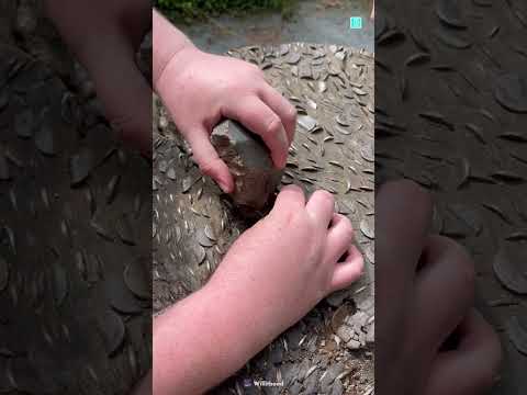 I found Coins In Tree 😱