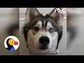 Видео Урок Квиз