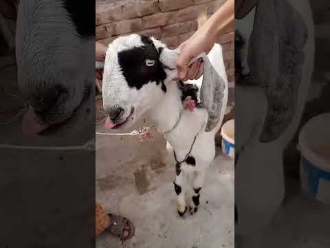 bakra ki khansi ka ilaj #viral #youtubeshorts