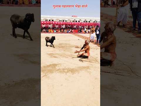 भेंड़ से कुश्ती #viralvideo #youtubeshorts #ytshorts