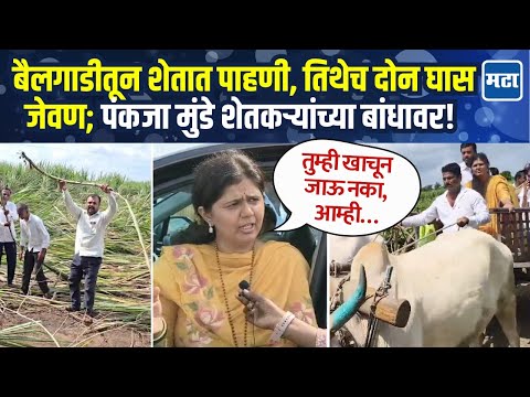 अतिवृष्टीग्रस्त बीडमध्ये पंकजा मुंडेंची पाहणी, शेतकऱ्यांसोबत संवाद अन् शेतातच दोन घास जेवण
