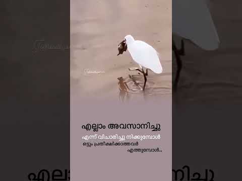 എല്ലാം അവസാനിച്ചു എന്ന് വിചാരിച്ചു നിക്കുമ്പോൾ ഒട്ടും പ്രതീക്ഷിക്കാത്തവർ എത്തുമ്പോൾ..
