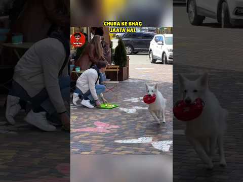 Dog Stole Money Bag Of this Couple