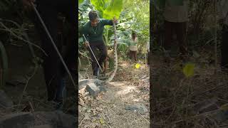 सबसे दर्दनाक मौत देने वाला साप😱 #snake #animal#cobra #rescueefforts #india