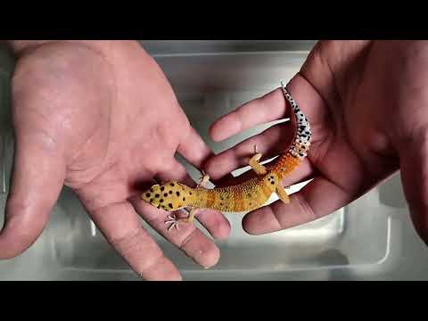 Geckos at NIGHT Livestream!