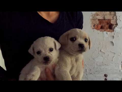 We went looking for one puppy, but ended up saving two
