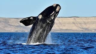 YouTube video thumbnail:  Annual Sightings of Southern Right Whales Bring joy to South African Town 