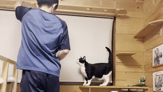 息子をロックオンして追跡する猫
