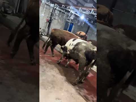 #SimmentalImprovedStahl #FrontlineVeterinaryWorkers #beef #authentic #food #1million