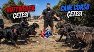 Rottweiler Çetesi Cane Corso Çetesine Karşı! CARLOS VE HEKTOR 