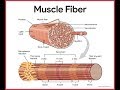 Exploring the Muscular System Anatomy