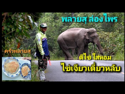 พลายสุ ล่องไพร กับไข่เจียวพลายเดี่ยวหลับ (ครัวพลายสุ)