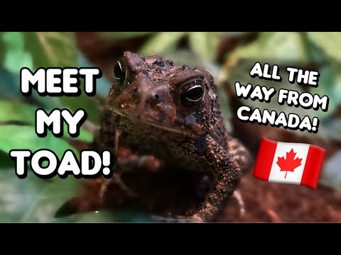 Unboxing My American Toad!!