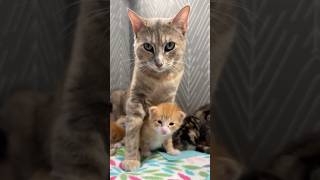 BREAKING MEWS: Opal and Cornflower are going home!!! 🐾🎉
