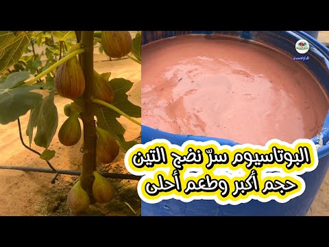 سر إنتاج التين الفاخر وأهمية البوتاسيوم وطريقة استخدامه لزيادة المحصول وجودته