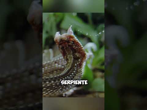 ¿Que hay dentro de la cascabel de una serpiente cascabel?