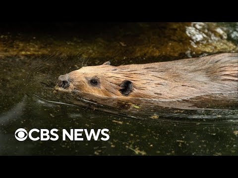 YouTube video thumbnail: Reintroducing Beavers in Certain Habitats Could Improve Ecosystems and Water Quality, Study Finds