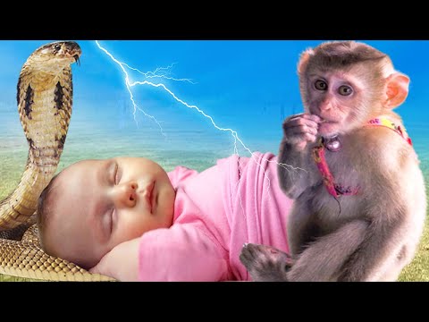 सांप और बन्दर ने नवजात बच्ची के प्राण बचाये | Jai Hanuman @laxaminarayan-japtapvratt7537
