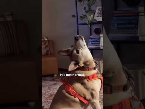 Whole new level of SIDE EYE ๐๐๐ถ#OffLeashK9Training #DogHumor #SideEyeLevelMax #FunnyDogMoments