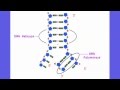 Exploring the Process of DNA Replication