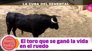 Toros para todos |Cómo se cura un toro indultado para convertirlo en semental