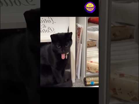 "Cats are definitely from another planet! ๐น๐" #catvideo #cat #funnycat #viral
