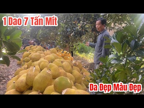 Thật bất ngờ cắt hơn 7 tấn mít chỉ 1 dao muốn hết sạch vườn