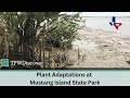Mustang Island Ecosystem and Adaptations