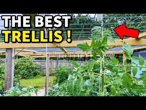 I Just Invented The BEST Vegetable Garden Trellis Ever!