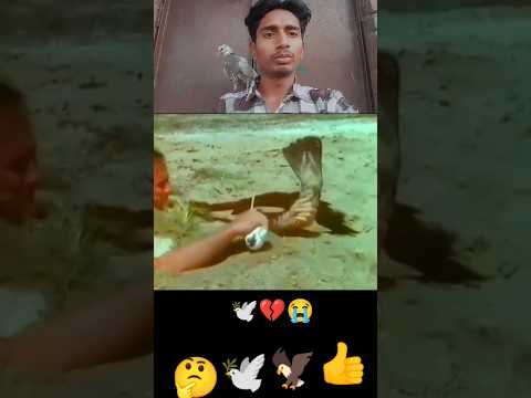 kabootar ki video 😭💔🕊️#pigeon #birds #animals #pets #attitude#pigens #bird #kabootar#pyra