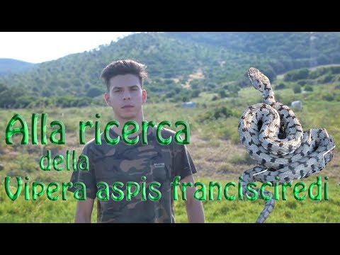 Alla ricerca della Vipera aspis francisciredi