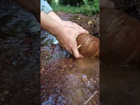 fantastic sprouted coconut cutting and peeling amidst nature #coconut #asmr #satisfying #relaxing