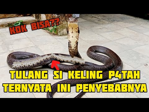 TULANG SI KELING PATAH DAN HAMPIR GAK BISA BERGERAK TERNYATA INI PENYEBABNYA