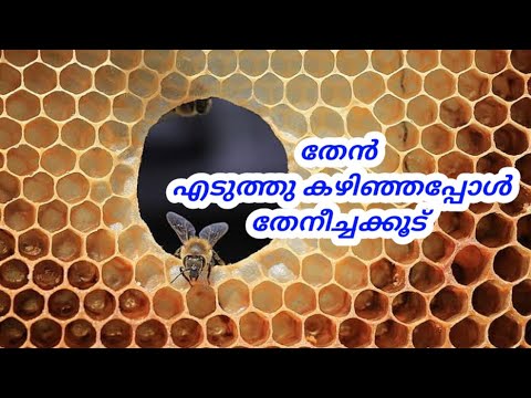 തേനെടുത്ത തേനീച്ചക്കൂട് || Beekeeping || തേനീച്ച വളർത്തൽ #honey #malayalam