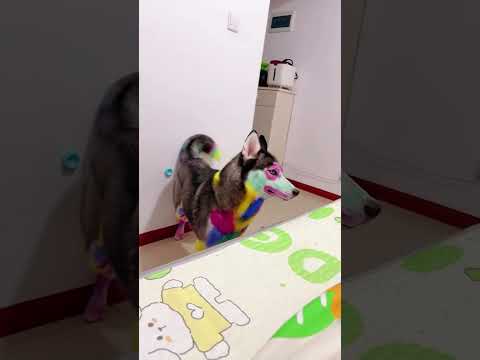 Happy dogs #funny