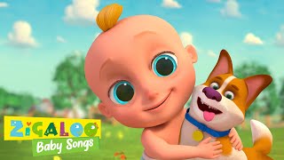Bingo the Dog 🐾 Sing Along Nursery Rhymes for Toddlers 🎶 | Zigaloo Baby Songs