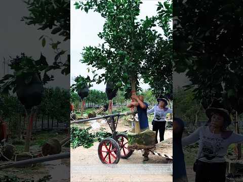 A pole and a rope can easily carry heavy trees