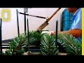 Christmas Tree Manufacturing and History