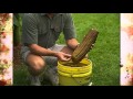 Loofah Cultivation and Culinary Uses
