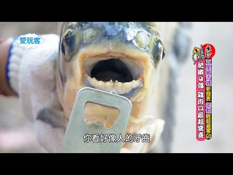 【寮國】生死一瞬間！是人吃魚還是魚吃人？【週一愛玩客@小鐘+鮪魚+五熊 20160111】