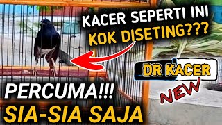 TONTON SEKARANG!! KACER SEPERTI INI JANGAN DISETING PERCUMA