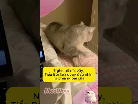 Em bé ngoan Tiểu Bối #meowow #pets #cat #funny