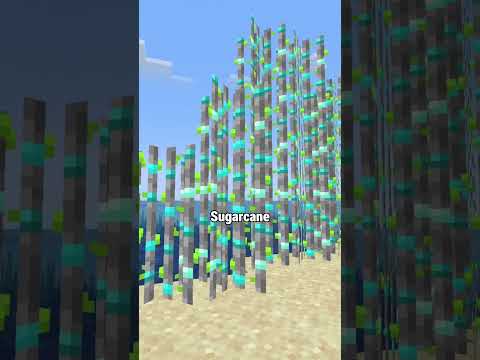 Sugar Cane Diamond Ini Sangat Menguntungkan