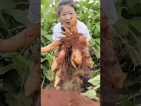 आखिर रूपा के खेत के शकरकंद कैसे हैं।। #shorts #youtubeshorts #fruit #farming #farm