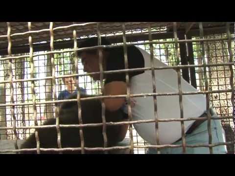 FOUR PAWS frees baby bear Nastia