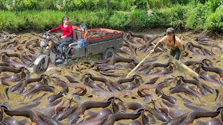 Catching Many Big Catfish In Mud Pond, Use 3-Wheeled Truck To Transport Many Big Fish Go To Sell