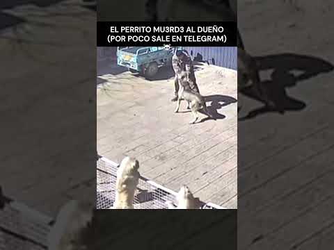 Perrito jugando con el dueño #videogracioso #humor #memes